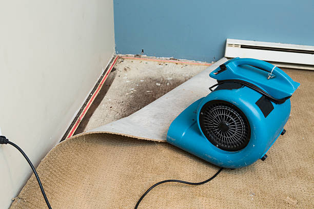 Best Flood damage cleanup  in Port Angeles, WA